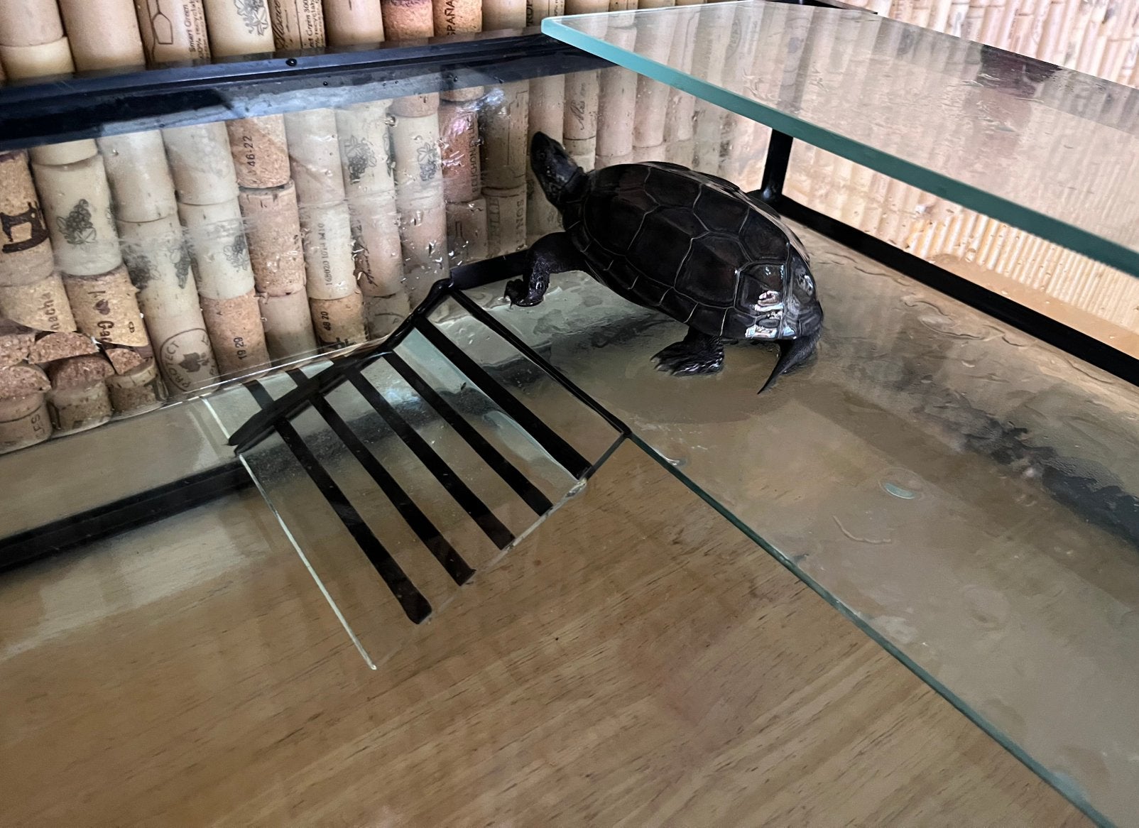 Waterschildpad + schildpaddenbak, Dieren en Toebehoren, Schildpad, Met terrarium, 3 tot 6 jaar