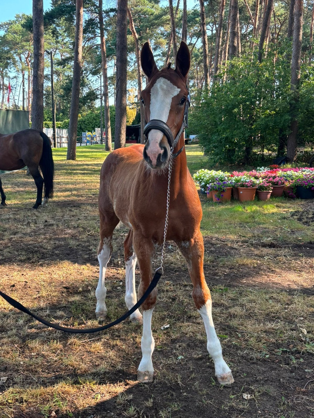 Super knap hengstveulen van Riesling van 't Roosakker, Dieren en Toebehoren, Paarden, Hengst, Springpaard, Met stamboom, 0 tot 2 jaar