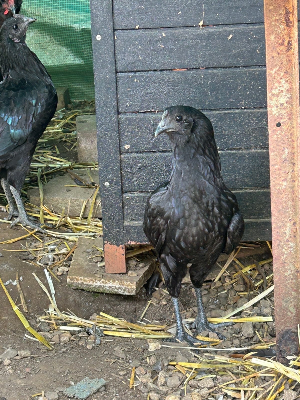 2 kippen araucana x ayam cemani, Dieren en Toebehoren, Pluimvee, Vrouwelijk, Kip