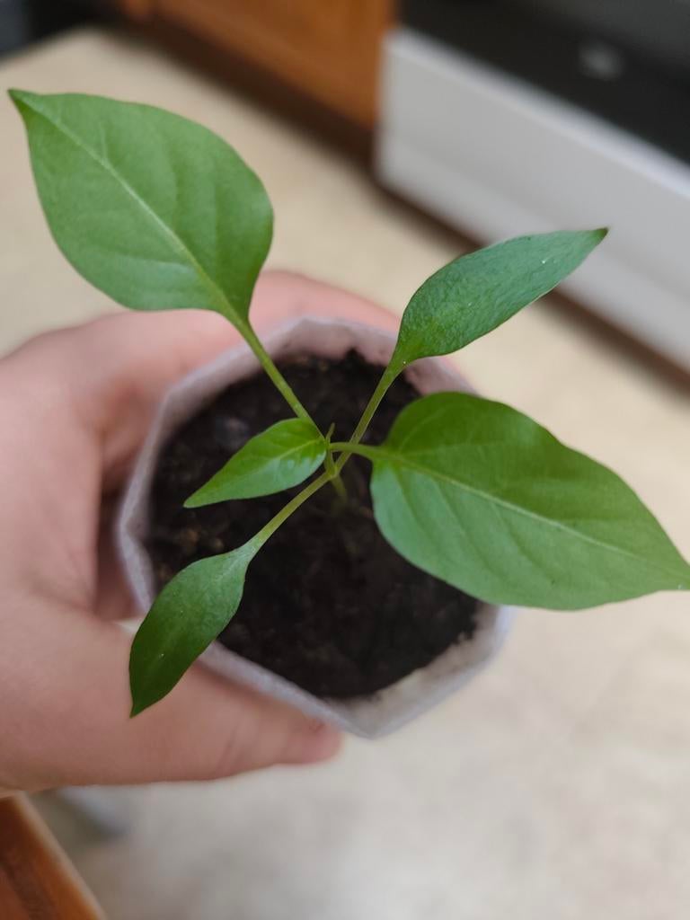Mini Chocobell | Paprika Planten, Tuin en Terras, Ophalen