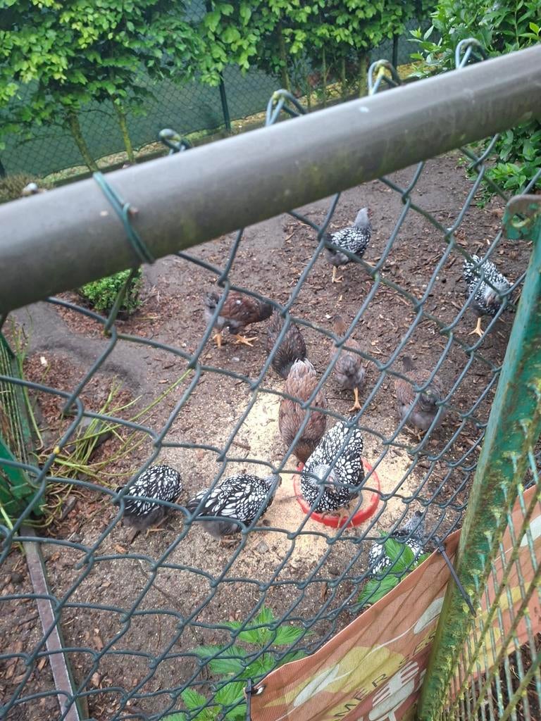 Wyandotte groothoen kuikens van 4 a5 maanden, Dieren en Toebehoren