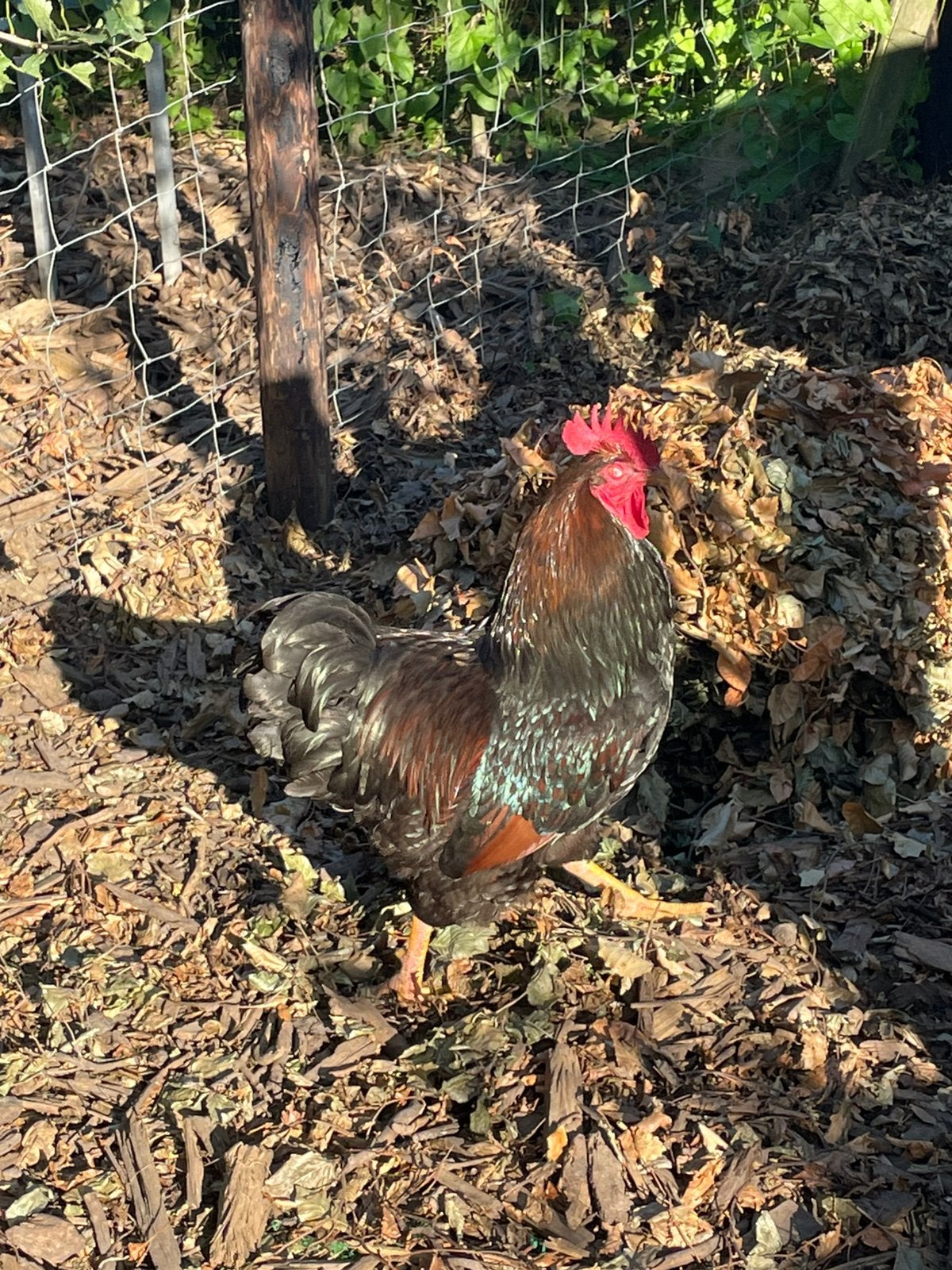 Toom Barnevelders, Dieren en Toebehoren, Pluimvee