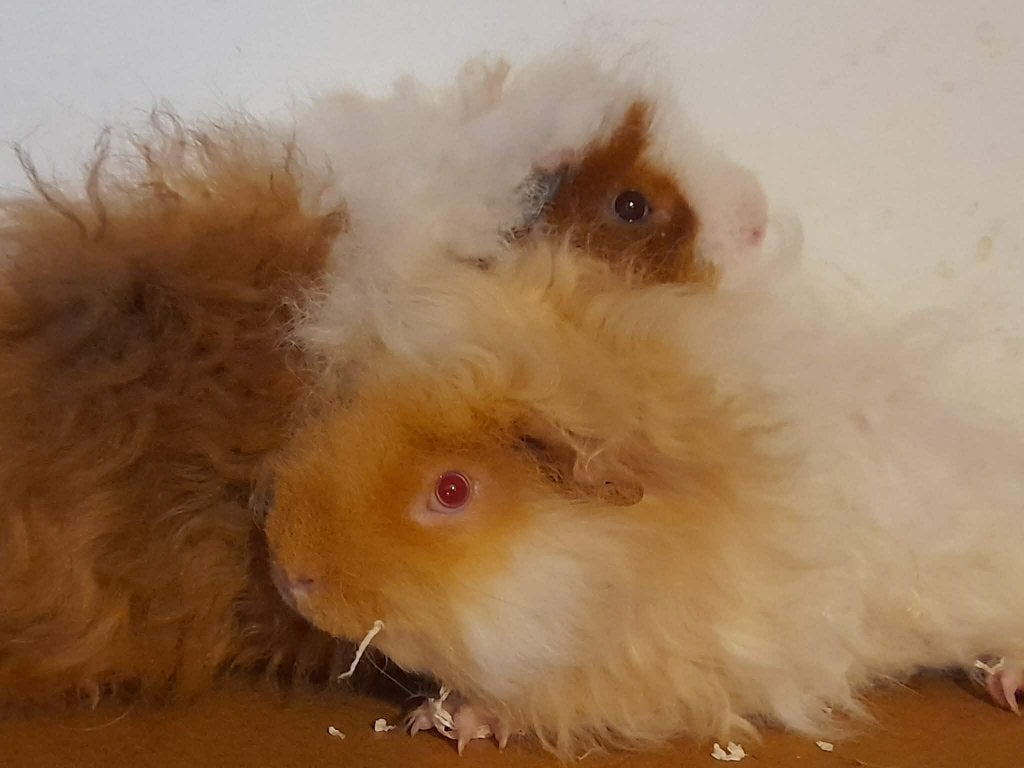 zeugjes en beertjes, Juillet, Plusieurs animaux, Cobaye