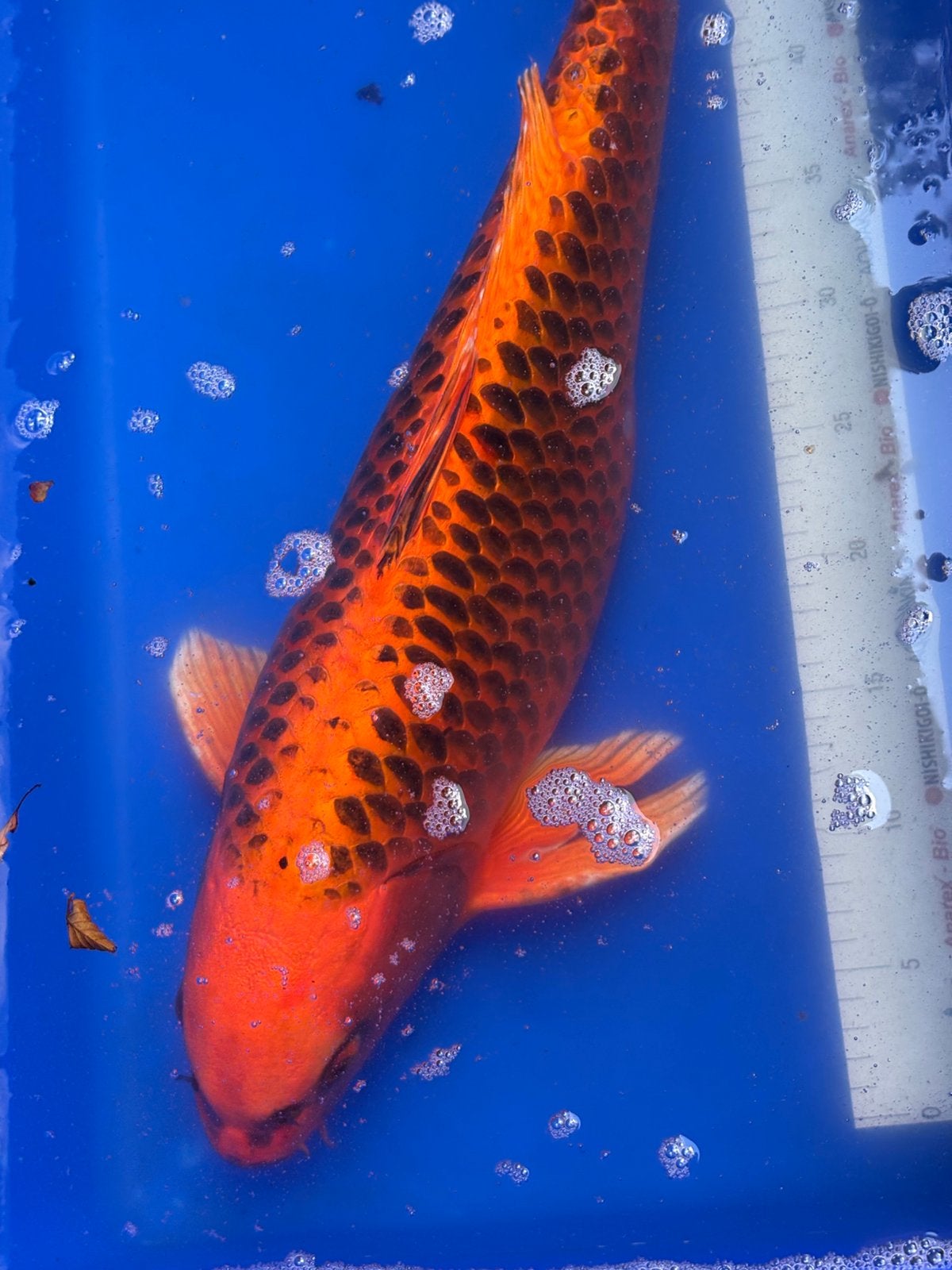 55 cm matsuba koi, Dieren en Toebehoren, Karper of Koi
