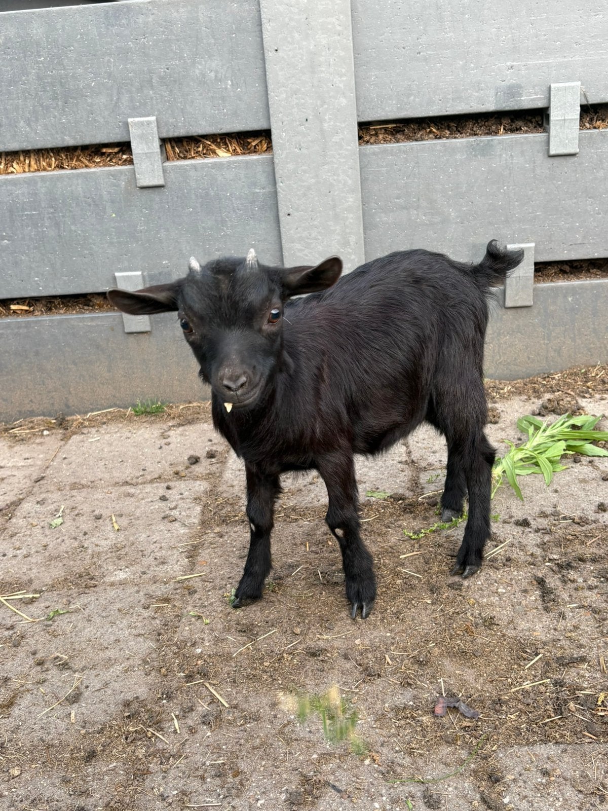 Zwart dwerggeit mieke te koop, Dieren en Toebehoren, Vrouwelijk, Geit, 0 tot 2 jaar