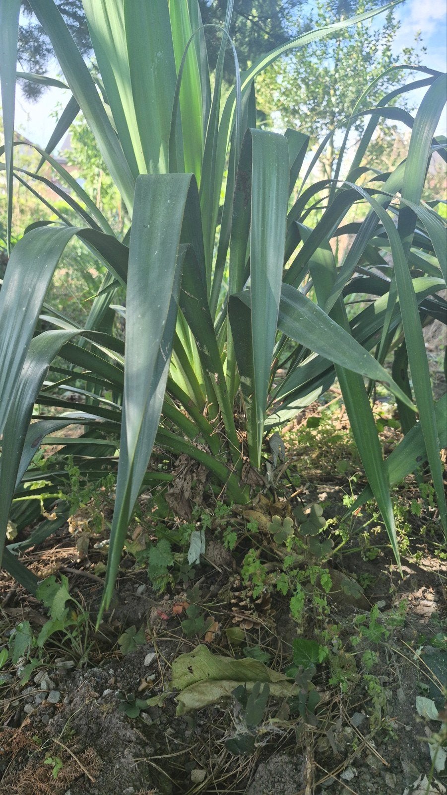 Yucca 4, Tuin en Terras, Planten | Tuinplanten, Ophalen