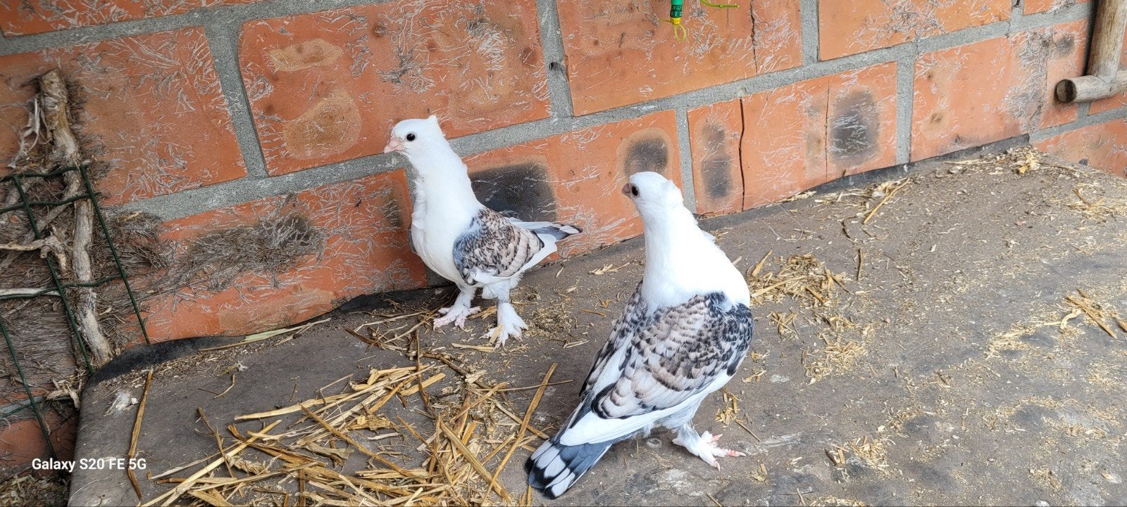 Mouettes orientales anciennes
