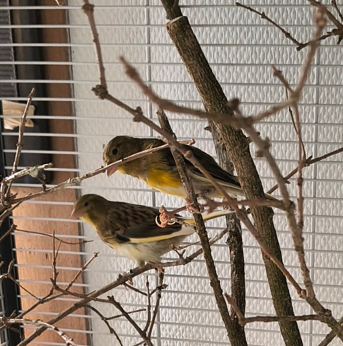 2 jonge kanaries man en pop, Dieren en Toebehoren