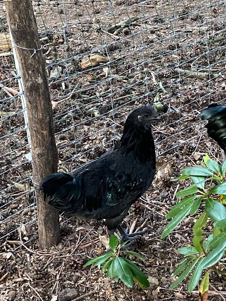 Ayam cemani, Mâle, Poule ou poulet