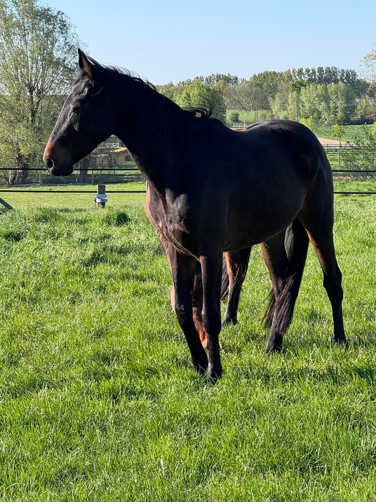 Ruin uit Dourkhan Hero, Dieren en Toebehoren, Springpaard, Ruin, 3 tot 6 jaar, 165 tot 170 cm
