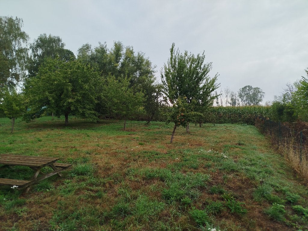 Prairie , pâture pour mouton, Animaux & Accessoires, Pâturage
