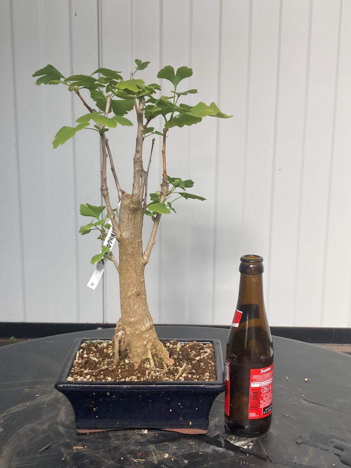 Bonsai ginkgo shohin, Tuin en Terras, Ophalen