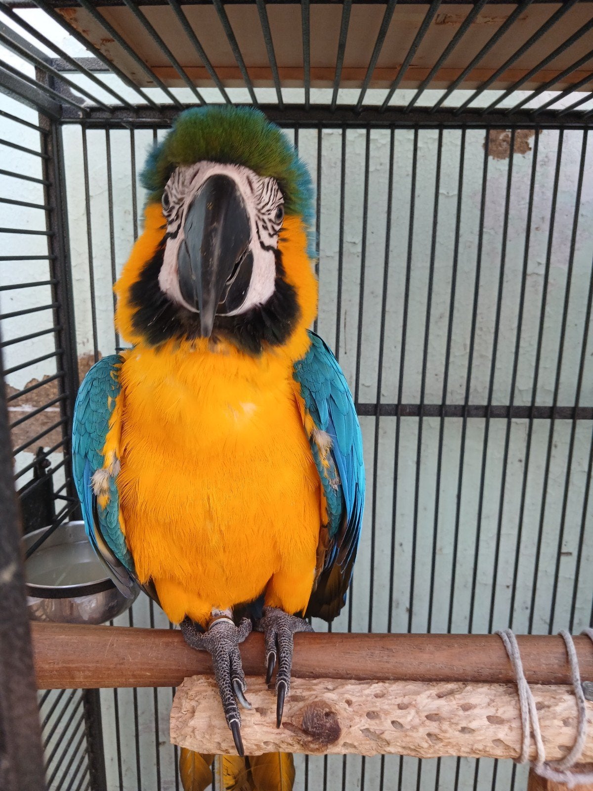 Prachtige blauw-gele ara te koop, Mâle, Perroquet, Parleur