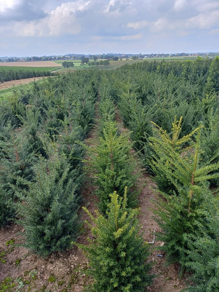 Taxus (riemst), Tuin en Terras, Ophalen