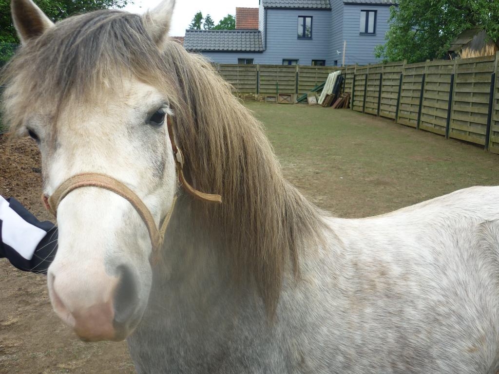 welsh merrie met stamboek, Dieren en Toebehoren, Paarden, Merrie, Minder dan 160 cm, Met stamboom, 3 tot 6 jaar