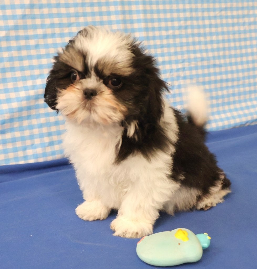 Des chiots Shih-Tzu super mignons !, 15 semaines à 1 an, Chien (mâle), Autres races, Éleveur | Professionnel