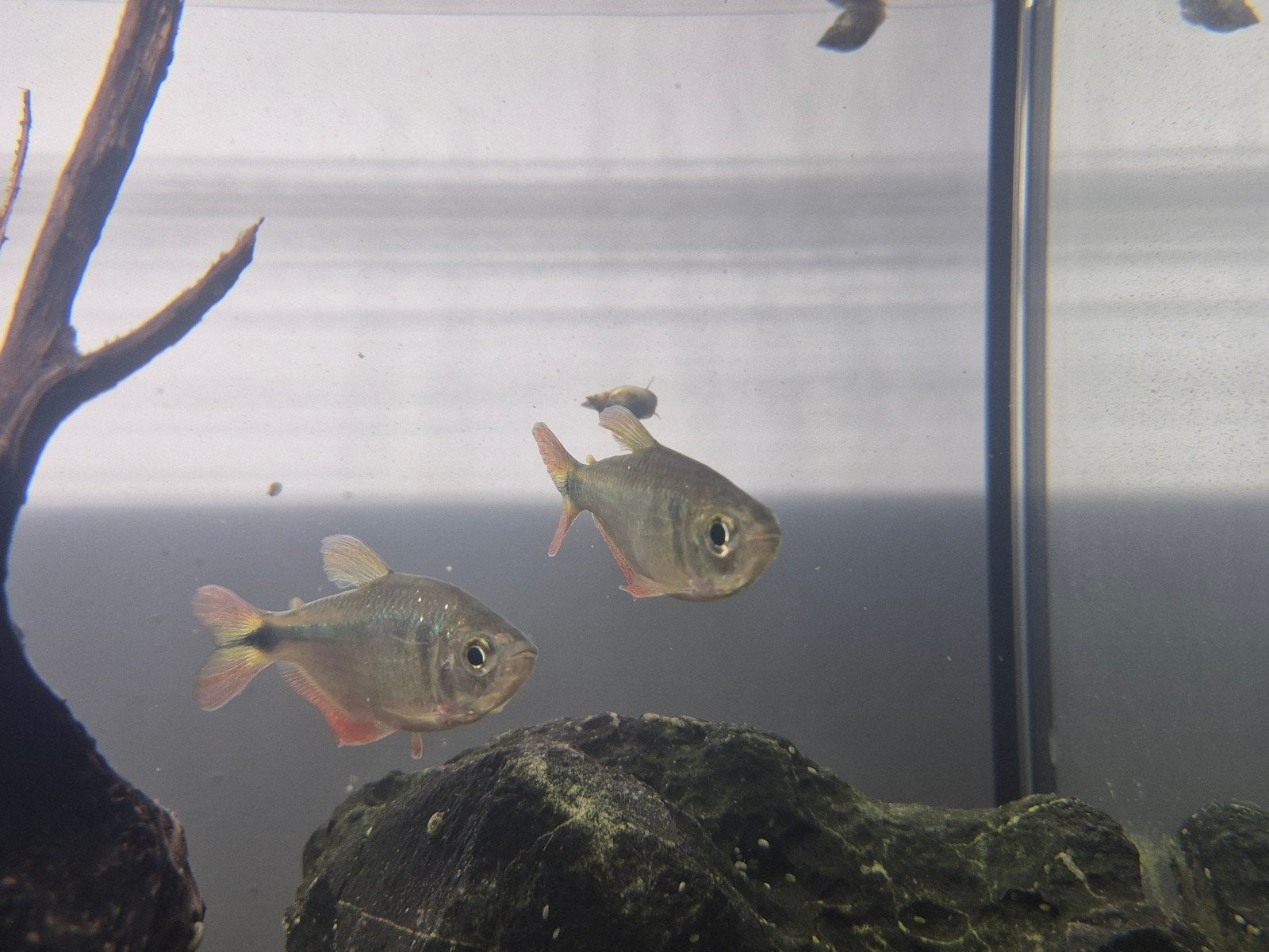Twee tropische zoetwatervisjes te geef, Dieren en Toebehoren