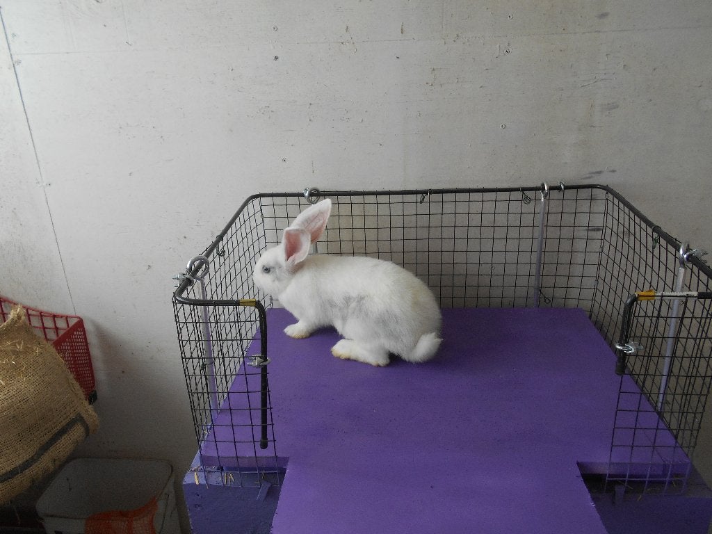 duitse reuzen, Dieren en Toebehoren, Konijnen, Meerdere dieren, Groot, 0 tot 2 jaar