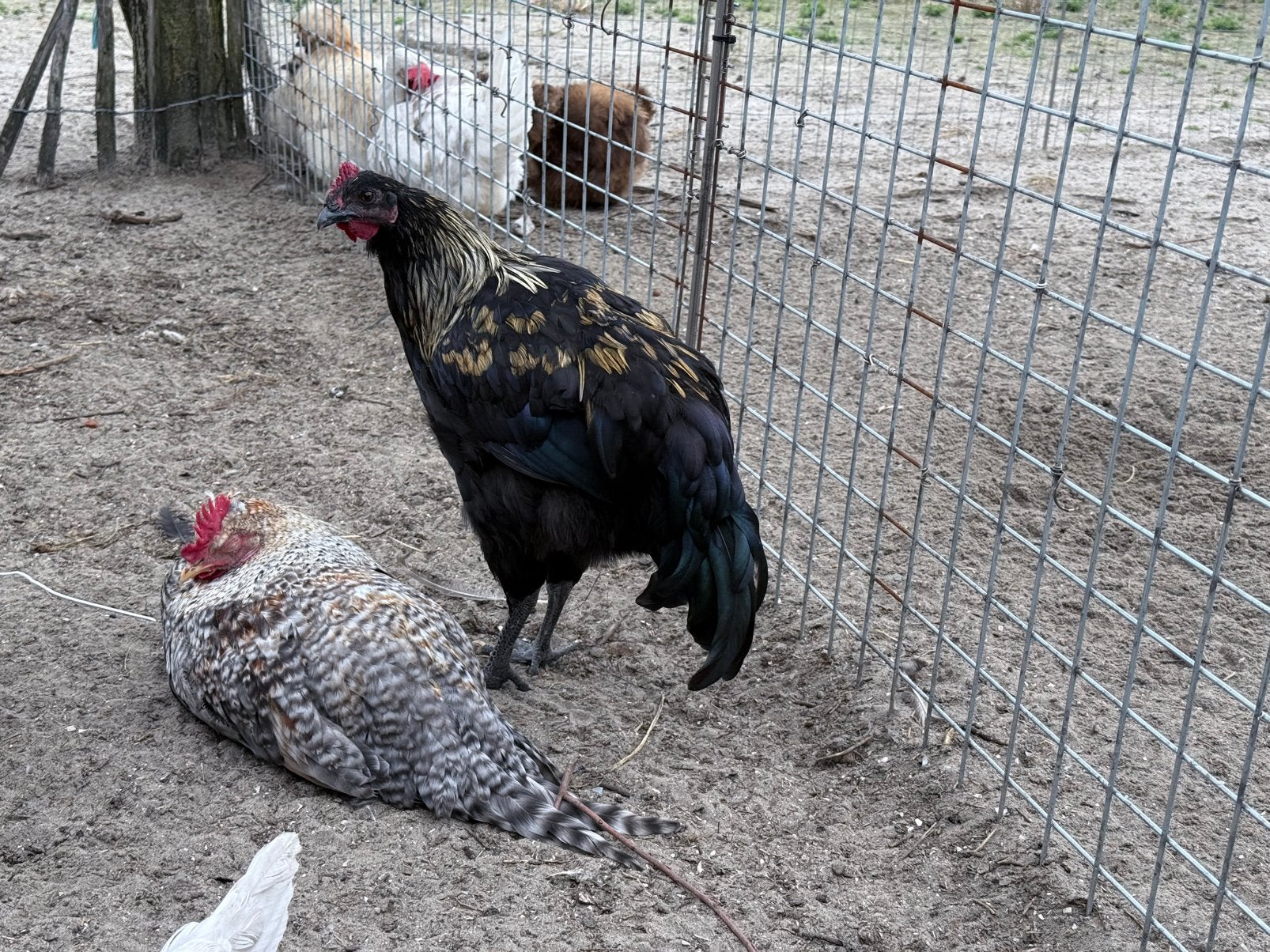 Diverse haantjes easterleggers, Mannelijk, Kip