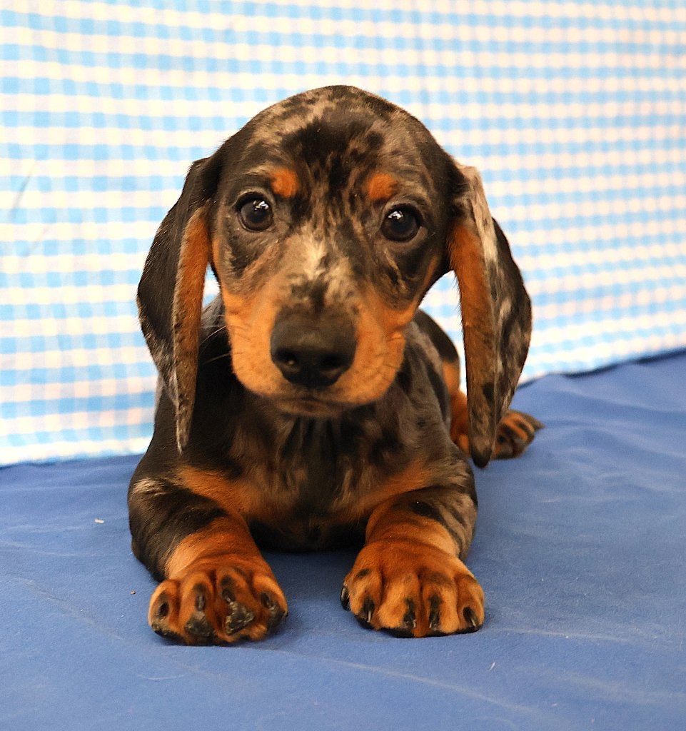 Super mooie Teckel pups!, Animaux & Accessoires, 15 semaines à 1 an, Poils courts, Standard, Chien (mâle)