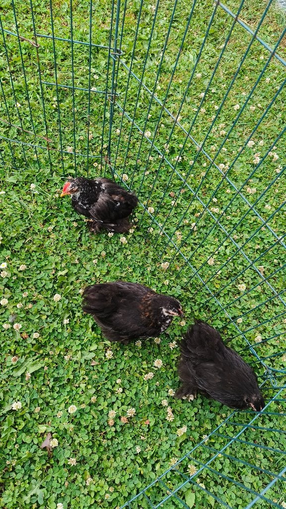 Cochin kriel - 2 maanden oud, Dieren en Toebehoren, Pluimvee, Meerdere dieren, Kip