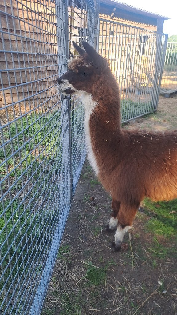 Alpaga, Mâle, 3 à 5 ans