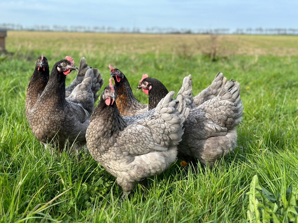 Jonge tamme Bleu de Landes kippen gesekst en ingeënt, Dieren en Toebehoren, Vrouwelijk, Kip