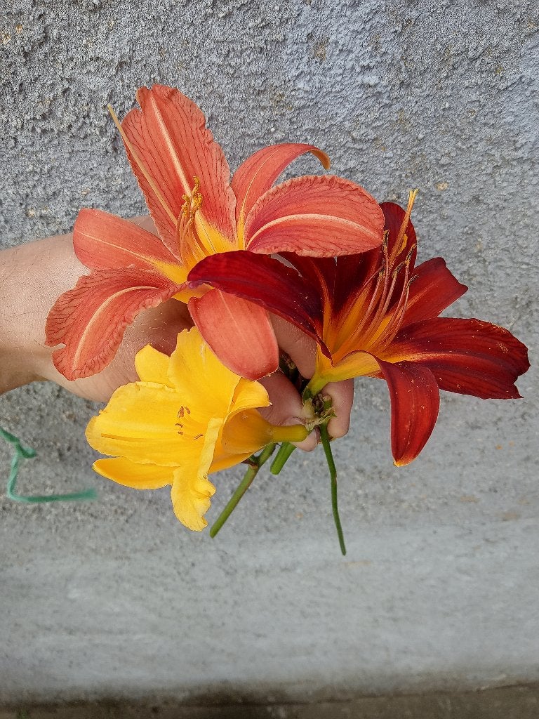 Dagbloem hemerocallis, Autres espèces, Plein soleil, Été, Enlèvement