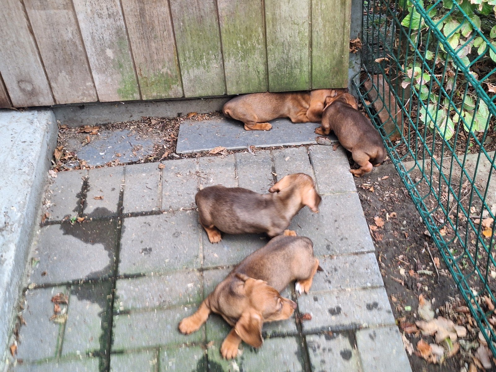 Dwergteckel puppy's, Animaux & Accessoires, Poils courts, Maladie de Carré (chiens), Belgique, Plusieurs