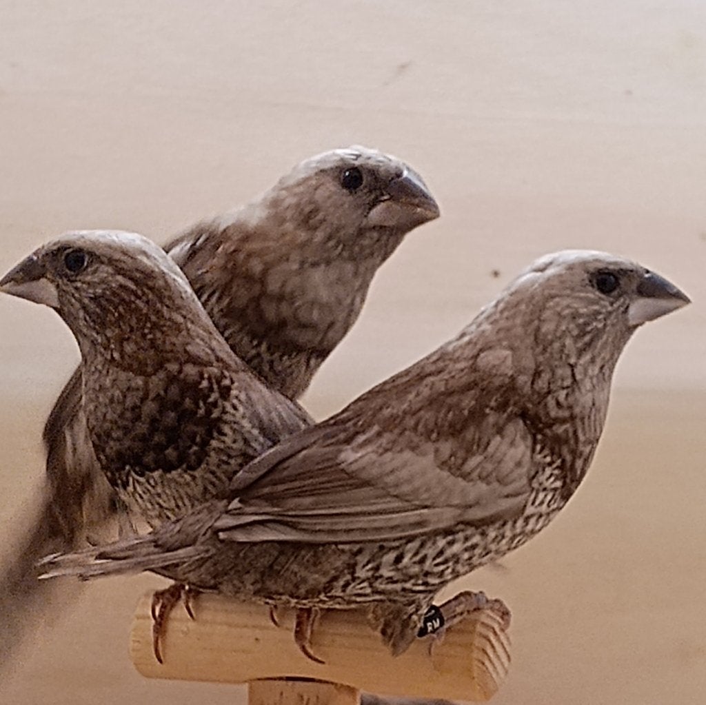 grijs bruin geparelde japanse meeuwtjes, Dieren en Toebehoren, Meerdere dieren, Tropenvogel, Geringd