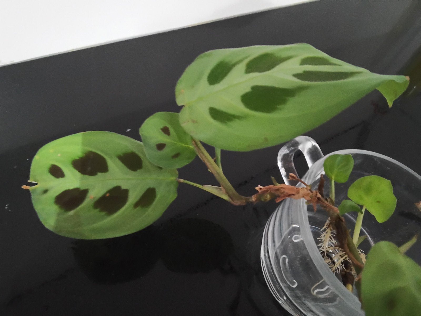Maranta stekje met wortels, Huis en Inrichting, Kamerplanten, Bloeiende kamerplant, Ophalen of Verzenden, Halfschaduw, Minder dan 100 cm