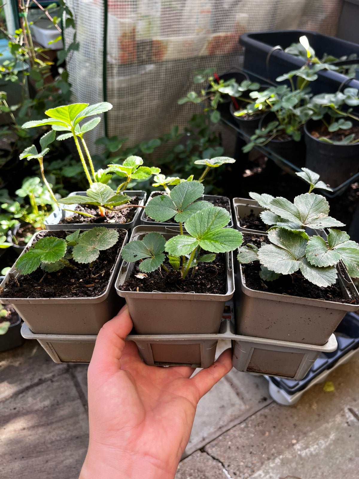 Aardbeienplanten – 6 stuks per doosje, Tuin en Terras, Ophalen of Verzenden