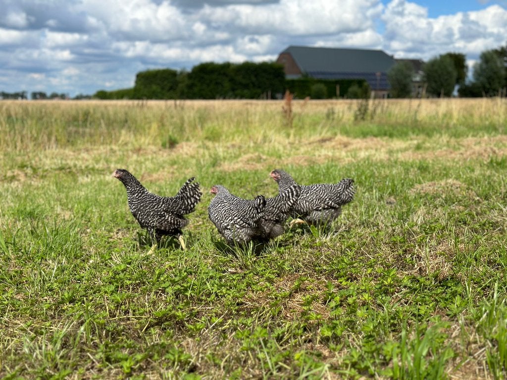 Jonge tamme Amrock kippen gesekst en ingeënt, Femelle, Poule ou poulet