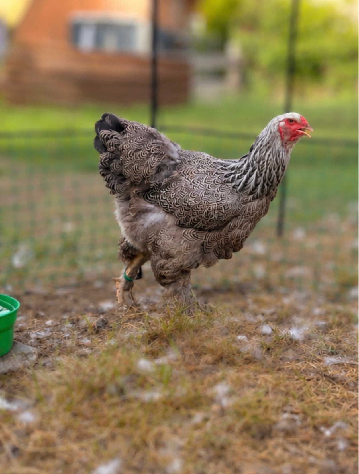 brahma zilverpatrijs hennen tekoop, Dieren en Toebehoren, Pluimvee, Vrouwelijk, Kip