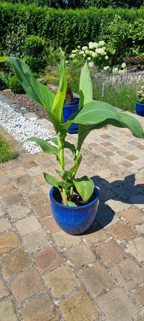 Canna Pretoria, Ophalen of Verzenden