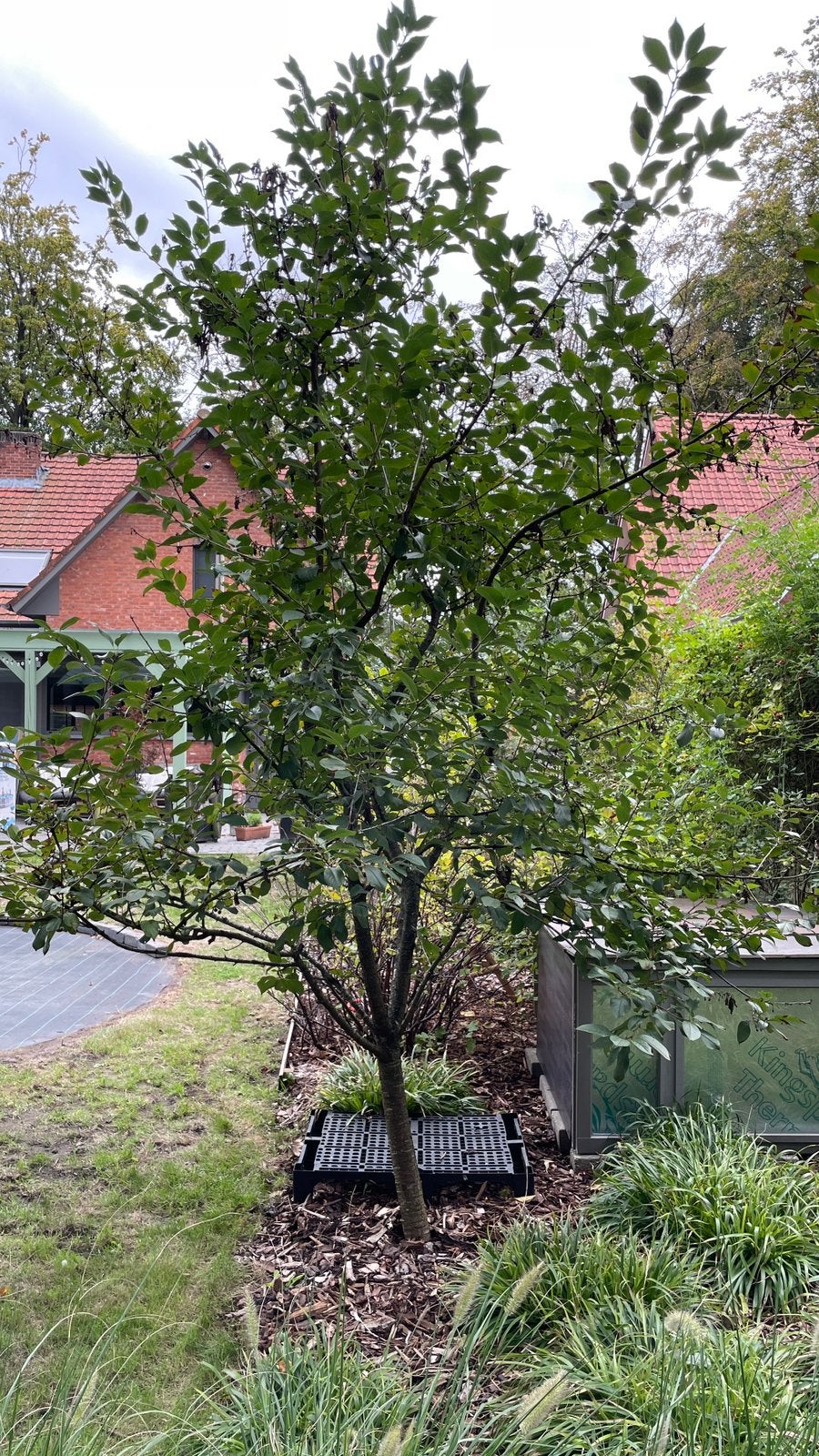 Kersenboom ‘Hedelfinger’ 3m hoog, Tuin en Terras, Ophalen, Lente, Kersenboom, 250 tot 400 cm