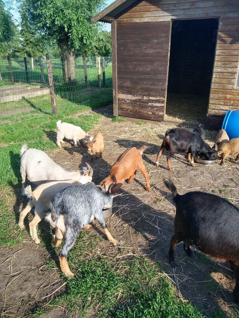 Dwerggeit, Plusieurs animaux, Chèvre, 0 à 2 ans