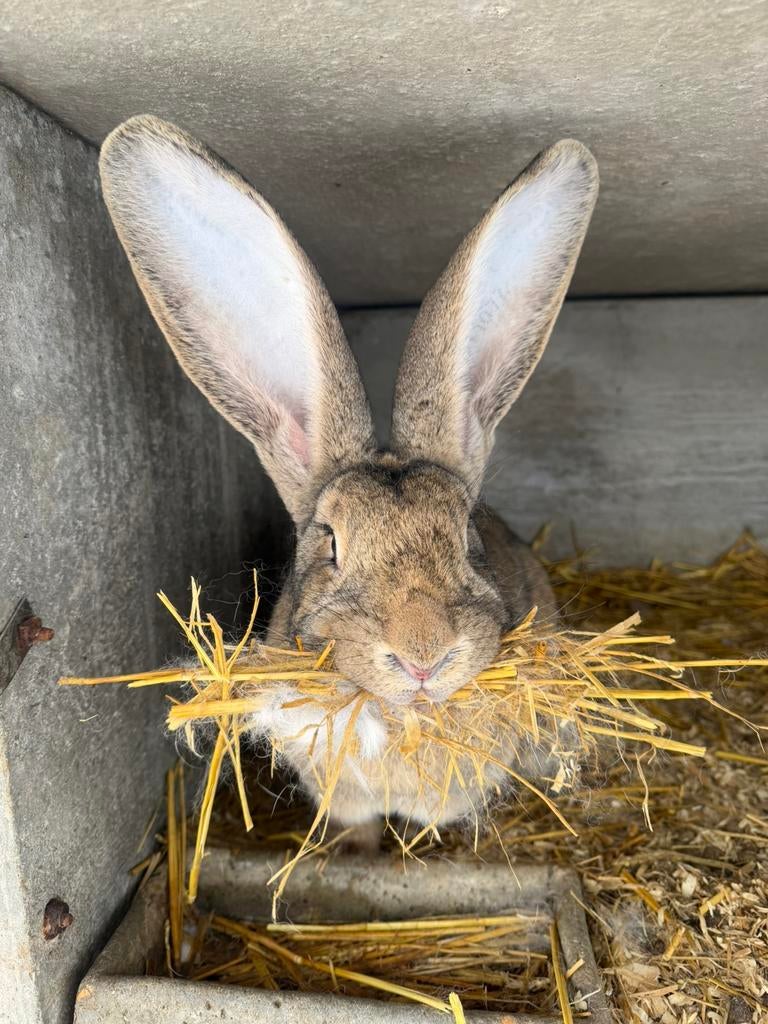 Geant des flandres, Animaux & Accessoires, Enlèvement ou Envoi