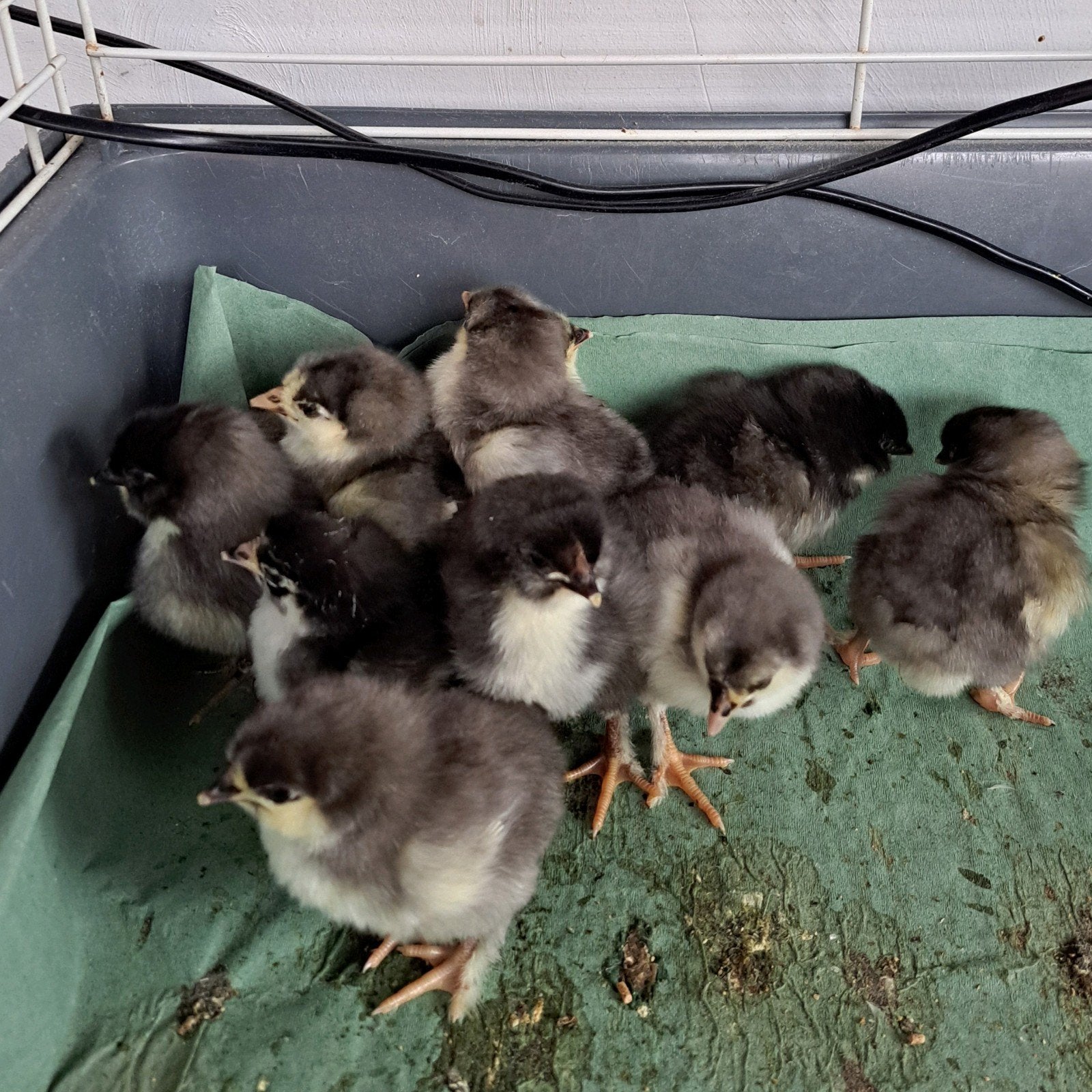 Marans kuikens, Dieren en Toebehoren, Pluimvee