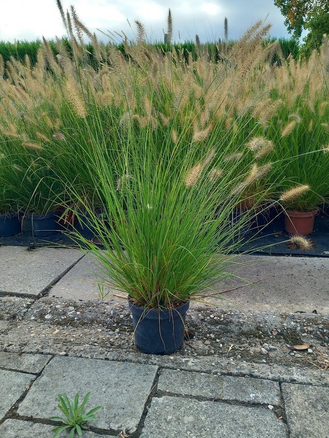 lampenpoetsersgras, Tuin en Terras, Ophalen, Bodembedekkers, Volle zon, Vaste plant