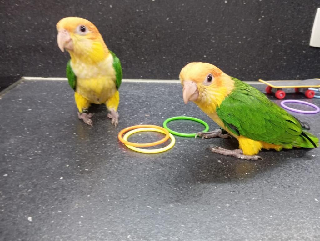 Roestkop caique Handtam, Dieren en Toebehoren, Meerdere dieren, Papegaai, Geringd
