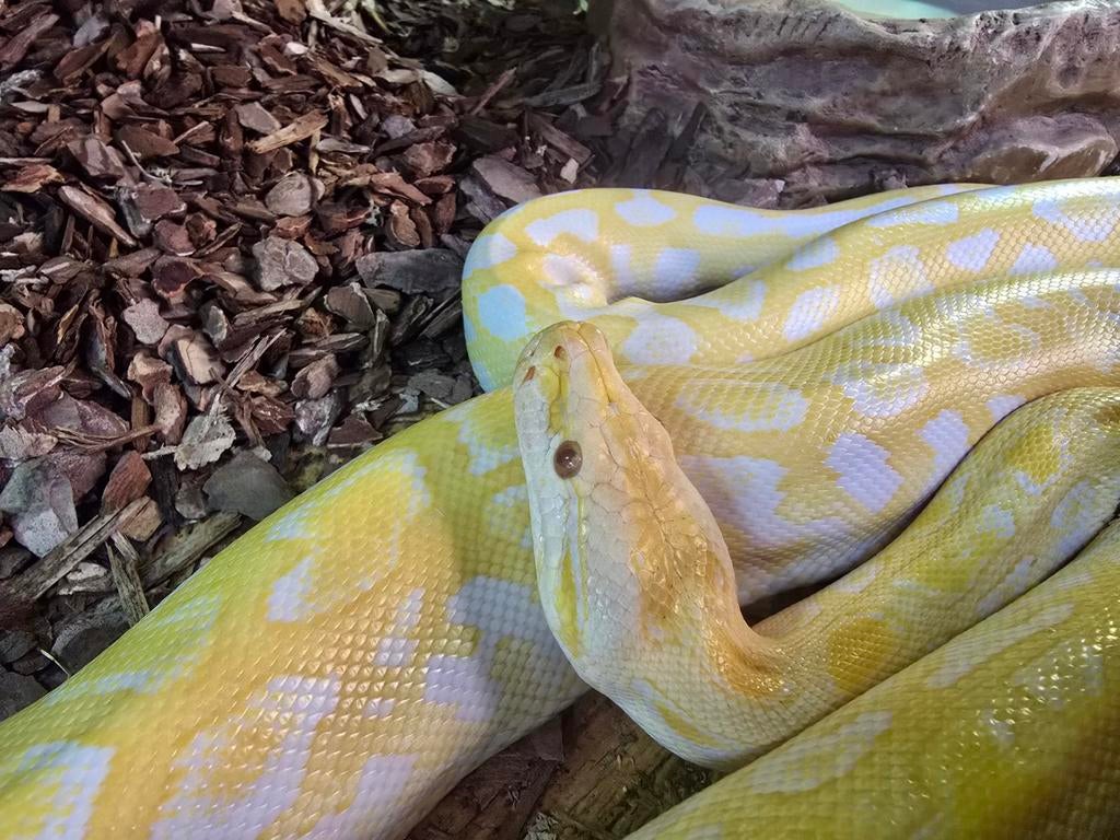 Prachtige albino labyrint tijgerpython,  ongeveer 1.5 meter., Animaux & Accessoires, Reptiles & Amphibiens, Amphibien