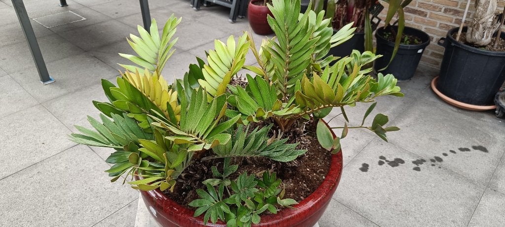 Zamia Furfuracée, Enlèvement, Plante fixe, Autres espèces, Plein soleil