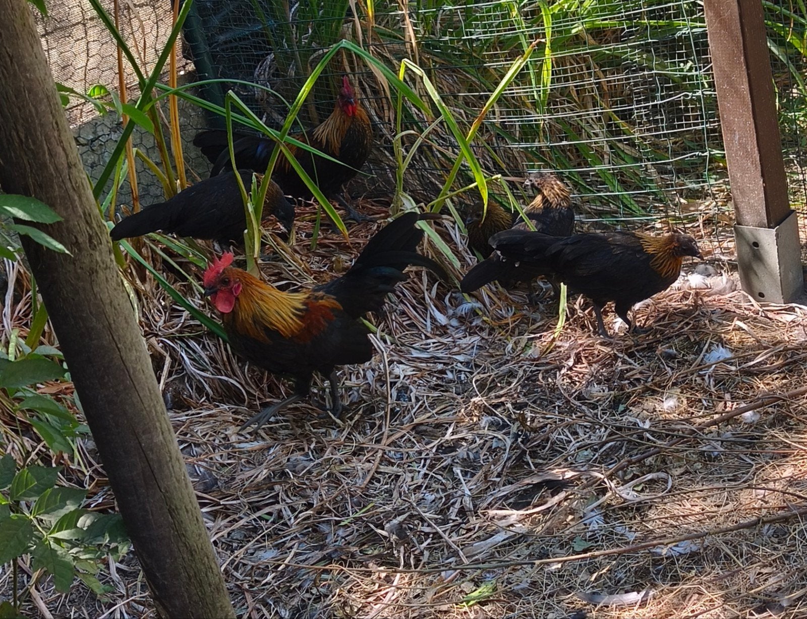 Trio ardennaises naines noir camaille doré