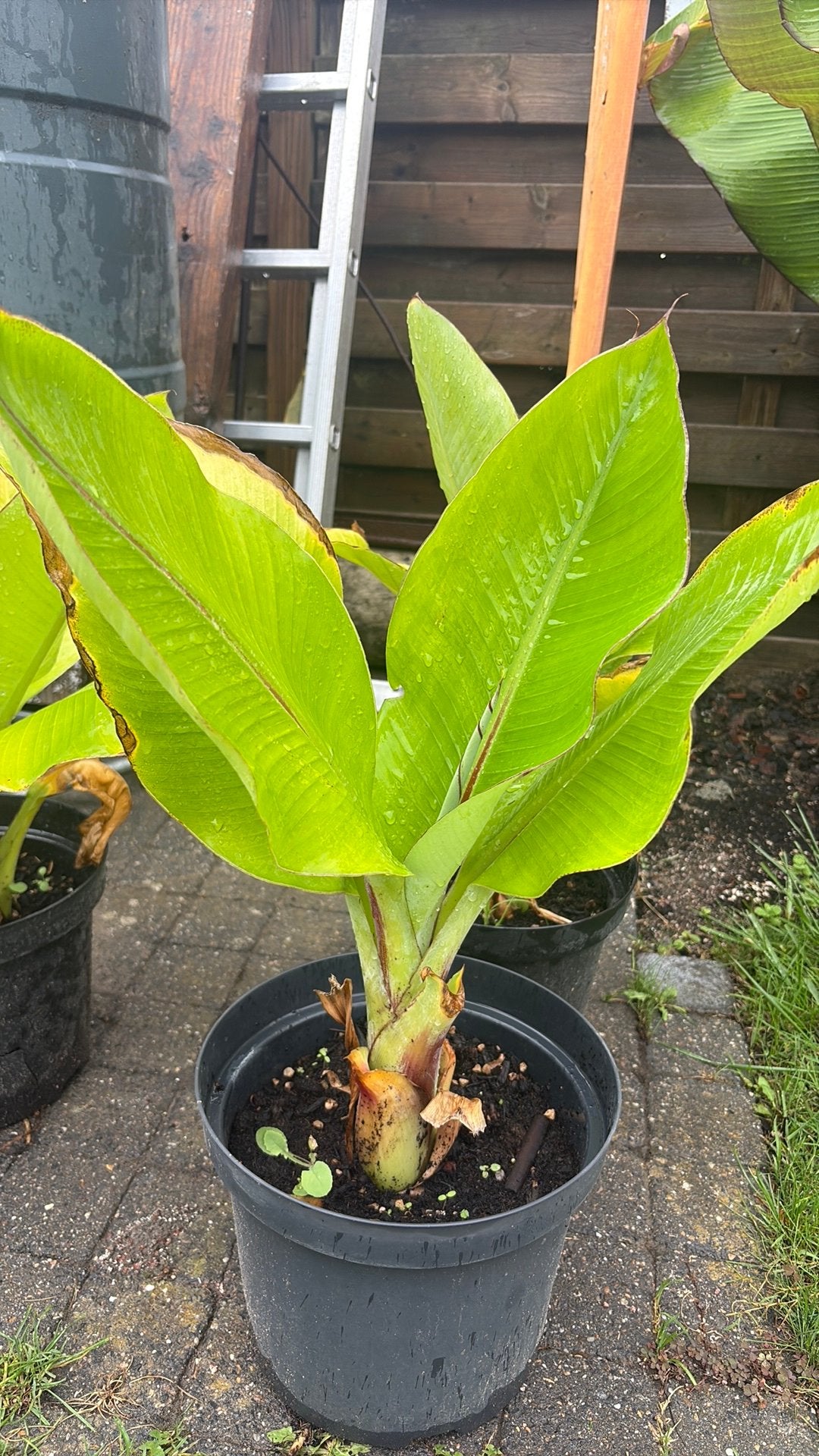 Ensete hiniba, Overige soorten, Volle zon, Vaste plant, Ophalen of Verzenden