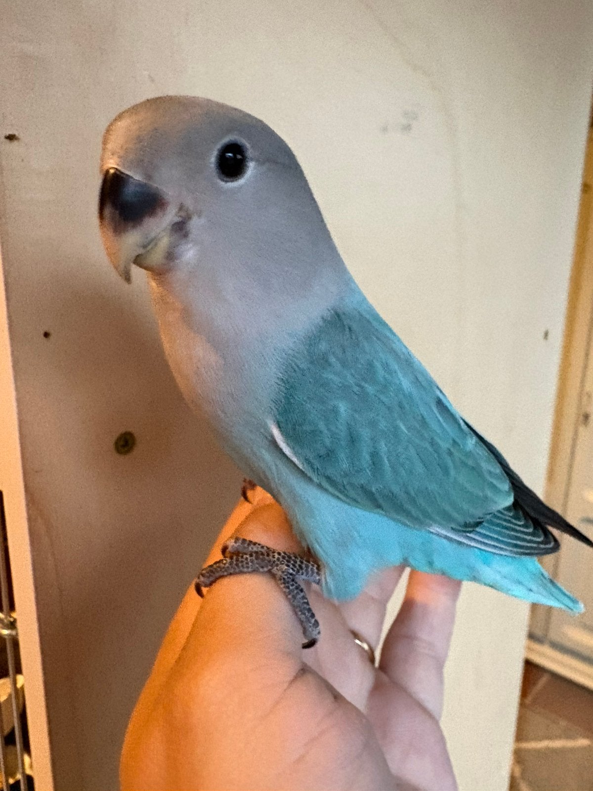 Handtamme dwergpapegaaitjes, Mannelijk, Dwergpapegaai of Agapornis, Tam