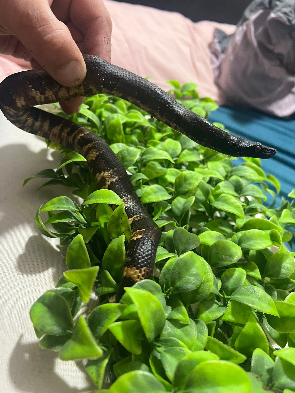 couple nc 2025 candoia aspera ( boa vipere), Animaux & Accessoires, Reptiles & Amphibiens
