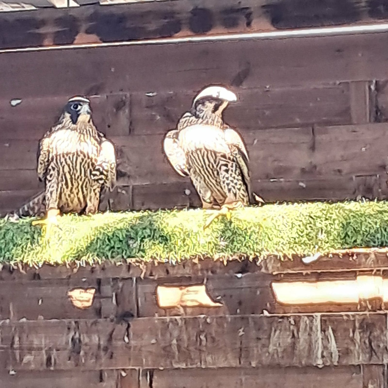 Slechtvalk  tarsel 2026, Dieren en Toebehoren, Vogels | Overige Vogels, Roofvogel, Mannelijk, Geringd