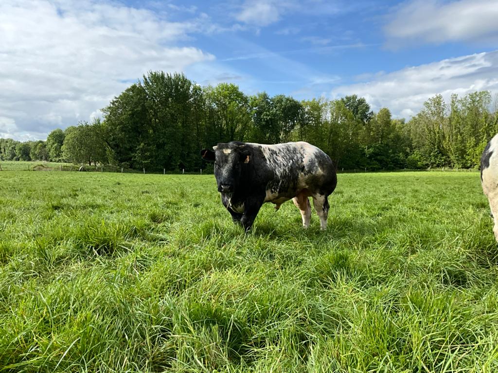Jonge stier 14 maanden, Dieren en Toebehoren, Runderen, Mannelijk, 0 tot 2 jaar