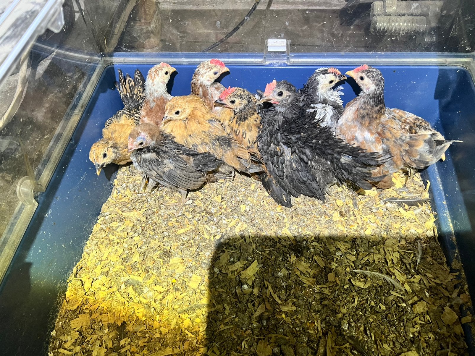 Poussins Serama type A., Plusieurs animaux, Poule ou poulet